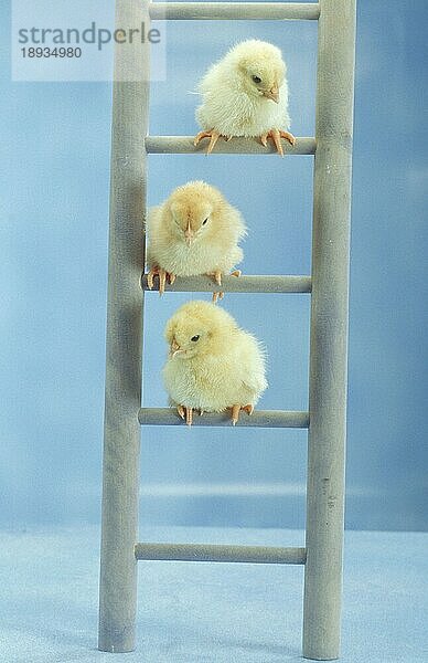 Chicks sitting on ladder  Hühnerkuken sitzen auf Leiter  Haushuhn  domestic fowl  innen  Studio