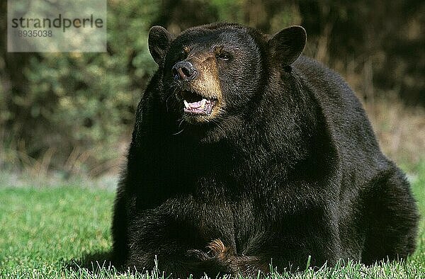 AMERIKANISCHER SCHWARZBÄR (ursus americanus)  ERWACHSENER MIT OFFENEM MUND  KANADA