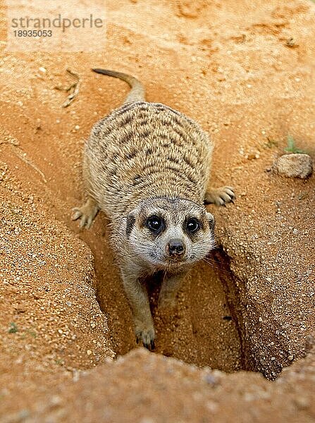 MEERKAT (suricata suricatta)  ERWACHSENE AM DEN-EINGANG  NAMIBIA