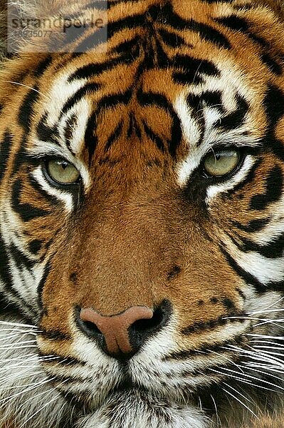 Sumatra-Tiger (panthera tigris sumatrae)  Porträt eines Erwachsenen