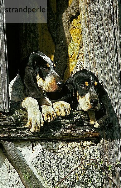 Großer Blauer Gassihund  Erwachsene am Fenster