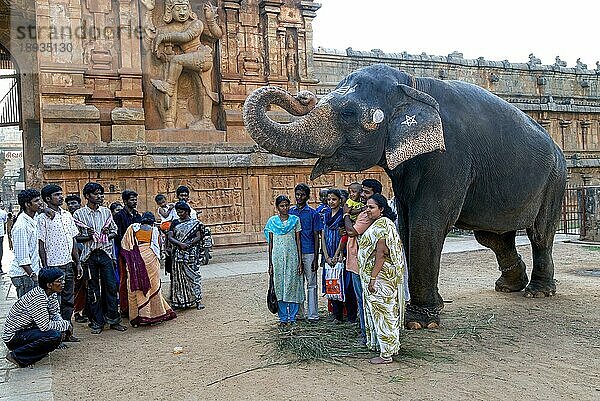 Touristen erhalten Segenswünsche vom Tempelelefanten  Brihadisvara Brihadeeswara Big Temple  Thanjavur Tanjore  Tamil Nadu  Südindien  Indien  Asien. UNESCO-Weltkulturerbe  Asien