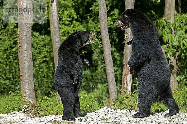 Brillenbär (tremarctos ornatus)  Erwachsene Kämpfende