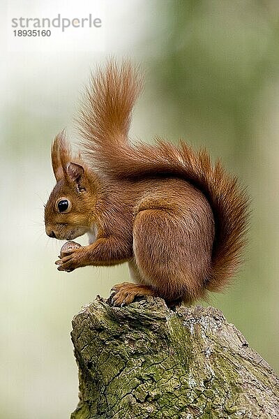 ROTER SQUIRREL (sciurus vulgaris)  ERWACHSENER FÄSST HAZELNUSS  NORMANDY