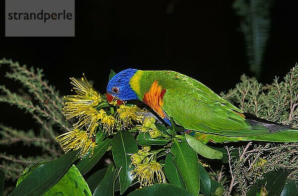 RAINBOW Gebirgs-Allfarblori (trichoglossus haematodus moluccanus)  ERWACHSEN  AUSTRALIEN