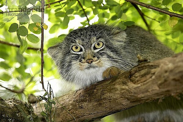 Manul (otocolobus manul) oder Pallas-Katze  Erwachsener auf Ast