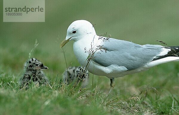 Sturmmöwe (Larus canus) mit Küken  Lofoten  Norwegen  Europa