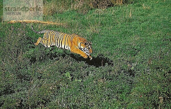 Königstiger (panthera tigris tigris)  ERWACHSENER LÄUFT AUF GRAS