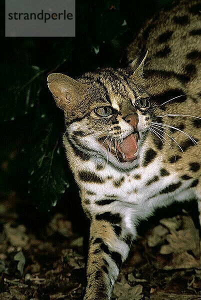 Leopardkatze (prionailurus bengalensis)  ERWACHSENER SCHNARLING