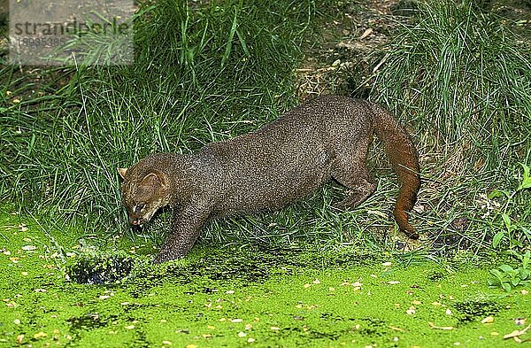 Jaguarundi  herpailurus yaguarondi  Angeln für Erwachsene