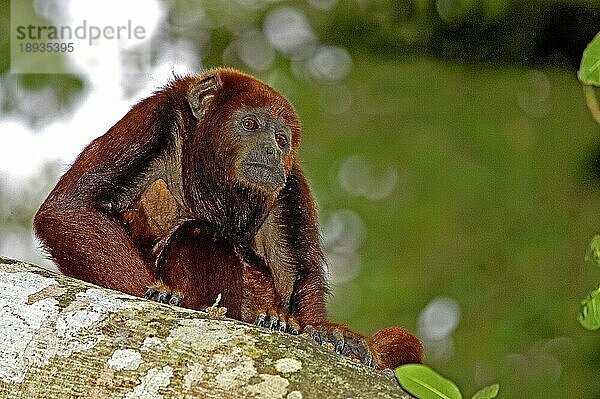 Roter Brüllaffe (alouatta seniculus)  Erwachsener im Baum  Los Lianos in Venezuela