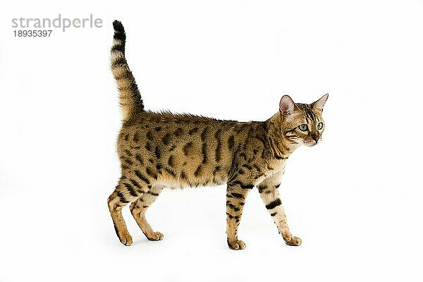 Brown Spotted Tabby Bengal Hauskatze  Erwachsene gegen weißen Hintergrund