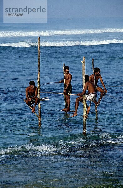 Männer beim Stelzenfischen  Sri Lanka  Angler  Asien