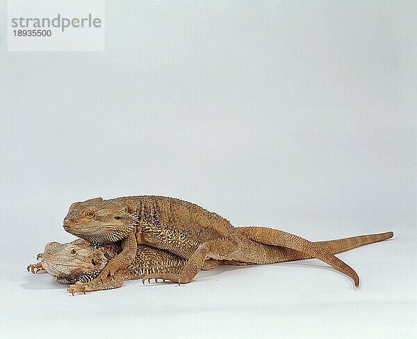 Bartagamen  Paar (Amphibolorus vitticeps) (Pogona barbatus)