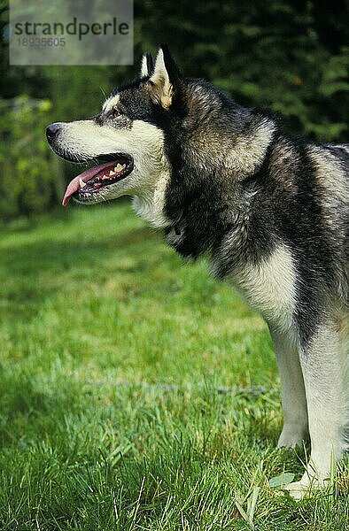 Alaskan Malamute Hund stehend auf Gras