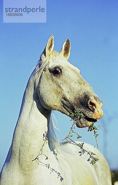 LIPIZZANISCHES PFERD  ERWACHSEN MIT GRAS IM MAUL