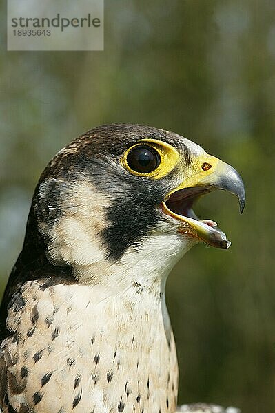 PEREGRINENFALKE (falco peregrinus)  PORTRAIT EINES ERWACHSENEN  NORMANDY IN Frankreich