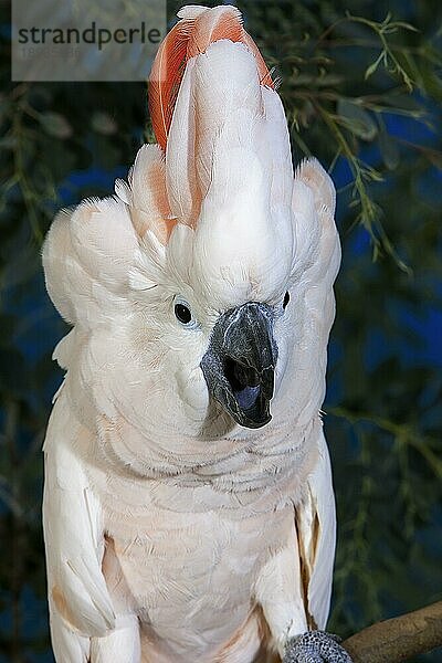 Lachsschopfkakadu oder Molukkenkakadu (cacatua moluccensis)  Erwachsen