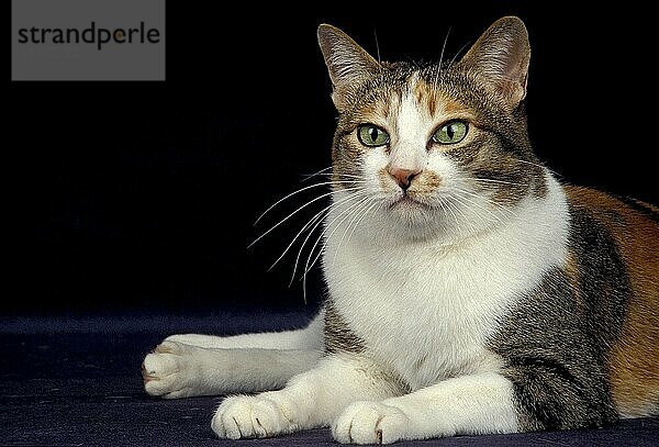 JAPANISCHE BOBTAIL-HAUSKATZE  ERWACHSEN  LIEGEND VOR SCHWARZEM HINTERGRUND