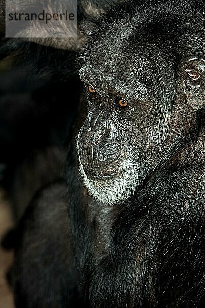 CHIMPANZEE (pan troglodytes)  KOPF EINES ERWACHSENEN