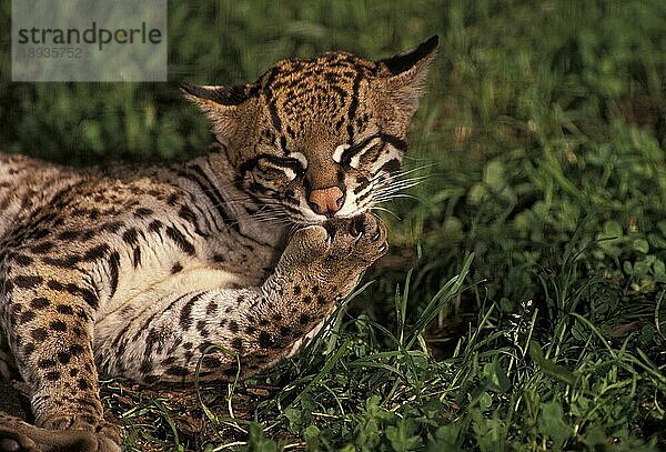 Ozelot (leopardus pardalis)  Erwachsener leckt sein Bein