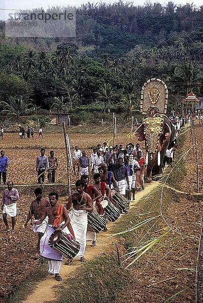 Elefantenprozession an einem schmalen Reisfeldrand  Pooram-Fest im Uthralikkavu Bhagavathi-Tempel bei Thrissur Trichur Kerala  Südindien  Indien  Asien