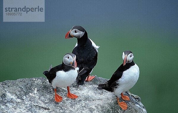 Papageitaucher (Fratercula arctica)  Runde  Norwegen  Europa