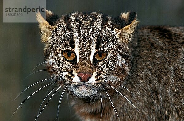 Amur-Leopardkatze (prionailurus bengalensis) oder Sibirische Leopardkatze euptilura  Portrait eines Erwachsenen