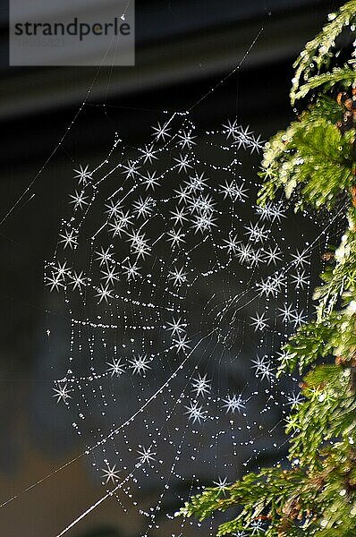 Spinnennetz einer Kreuzspinne mit Tautropfen und Sternfilter