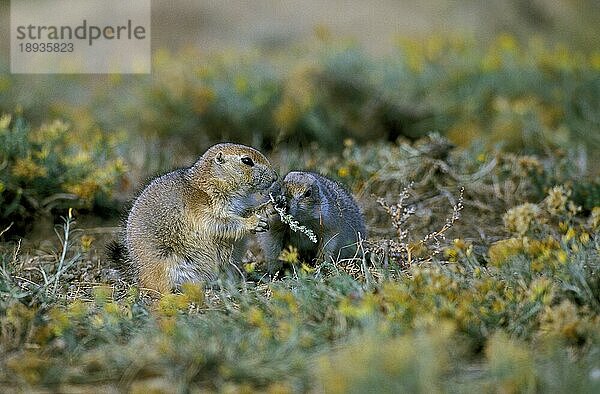 Schwarzschwanz-Präriehund (cynomys ludovicianus)  ERWACHSENE FÜSSEN BLÄTTER  WYOMING