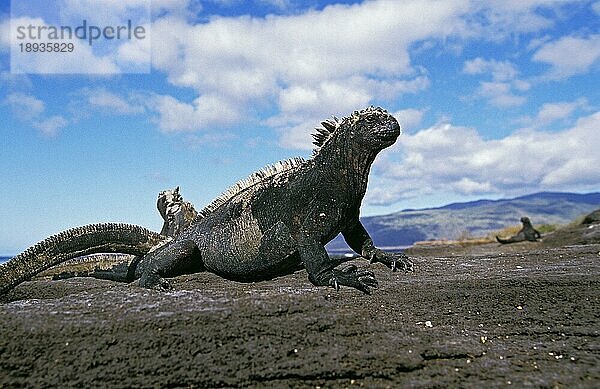 Galapagos-Meeresleguan (amblyrhynchus cristatus)  Erwachsener auf Felsen  Galapagos Inseln