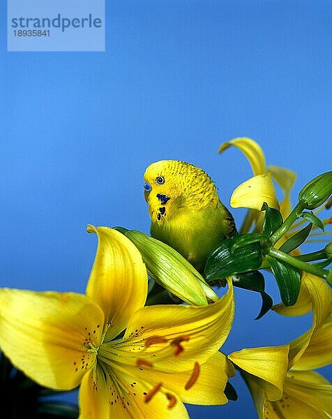 Wellensittich (melopsittacus undulatus)  ERWACHSENER MIT LILIENBLÜTE