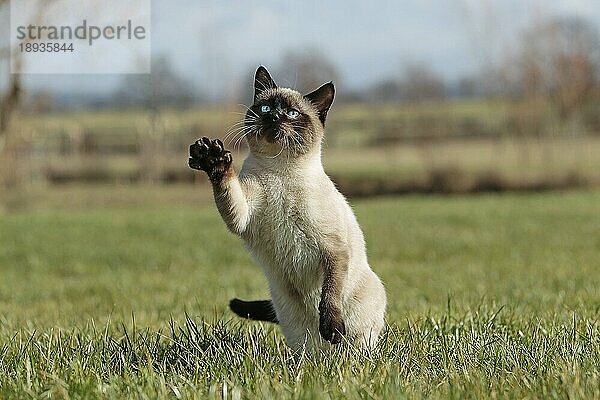 SEAL POINT SIAMESE HAUSKATZE  ERWACHSEN  SPIELT AUF GRAS  AUF DEN HINTERBEINEN