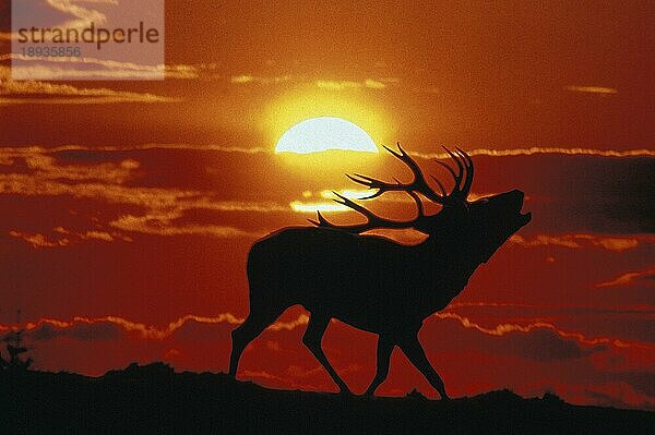 Rothirsch (cervus elaphus)  Hirschbellen während der Brunft bei Sonnenuntergang