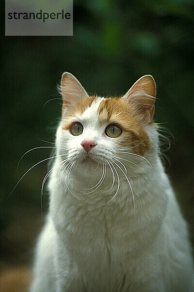 TÜRKISCHE VAN HAUSKATZE  PORTRÄT EINES ERWACHSENEN