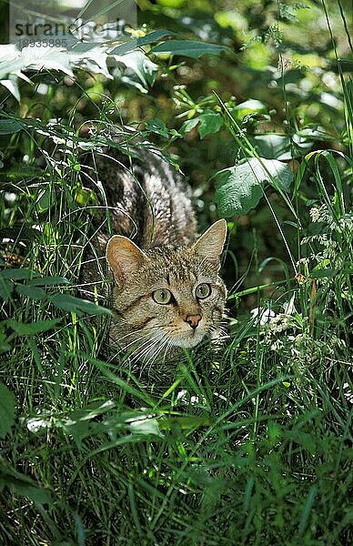 Europäische Wildkatze (felis silvestris)  Erwachsener im langen Gras