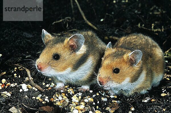 Goldhamster (mesocricetus auratus)  erwachsen fressend