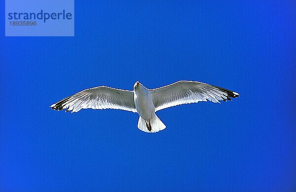 Heringsmöwe (larus argentatus)  Erwachsener im Flug  Bretagne in Frankreich