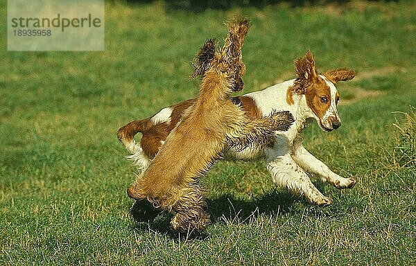 Englischer Cocker Spaniel  Erwachsene spielen auf Gras