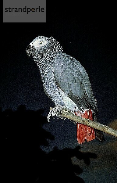 Graupapagei (psittacus erithacus)  ERWACHSENER AUF DEM BRANSCH STEHEND