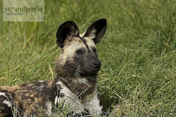 AFRIKANISCHER WILDHUND (lycaon pictus)  ERWACHSENER LEGT SICH AUF GRAS  NAMIBIA