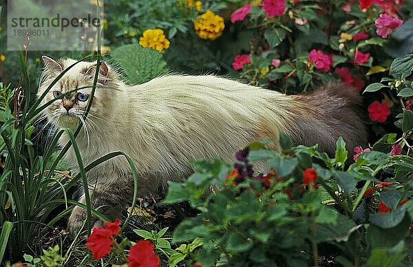 Colourpoint Perser Hauskatze  Erwachsene unter Blumen