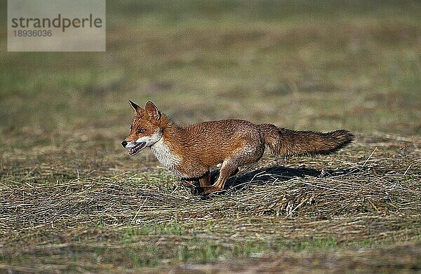 ROTFUCHS (vulpes vulpes)  ERWACHSENER LAUFEND