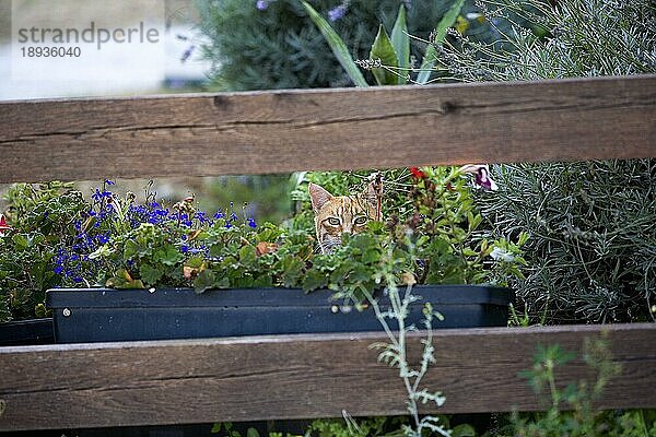 Rot gestromte Hauskatze  Erwachsene getarnt in Blumen  Normandie