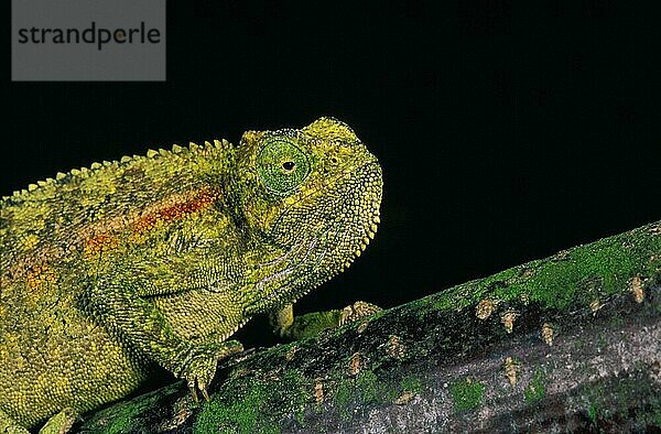 ELLIOT'S CHAMELEON ODER MONTANE SEITENGESCHRIEBENES CHAMELEON chamaeleo ellioti  ERWACHSENER AUF BRANCHE STEHEND