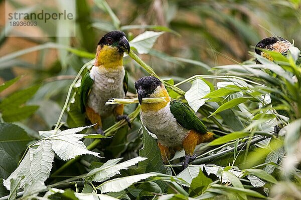 Schwarzkopfpapagei (Pionites melanocephala)  Erwachsene unter Blättern