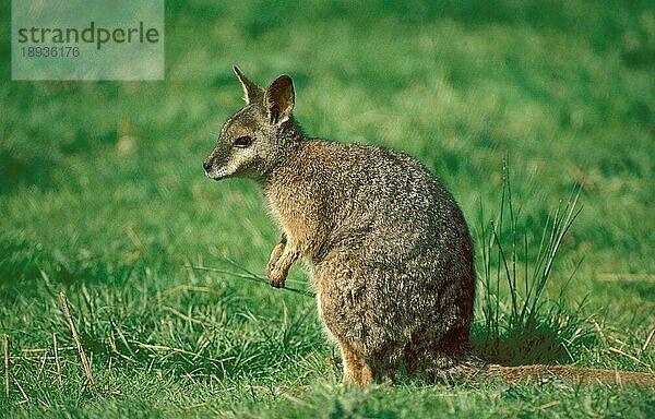 Parma Wallaby (macropus parma)  Erwachsener sitzend auf Gras