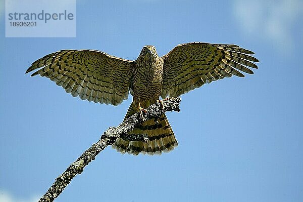 EUROPÄISCHES Sperberhuhn (accipiter nisus)  ERWACHSENER BEWEGT SICH AUS DEM BRANCH