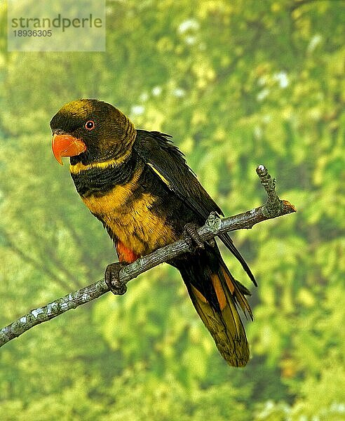 Schwarzerlori (pseudeos fuscata)  Erwachsener auf Ast