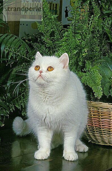 Weiße Exotic Shorthair Hauskatze  erwachsen in der Nähe von Grünpflanzen